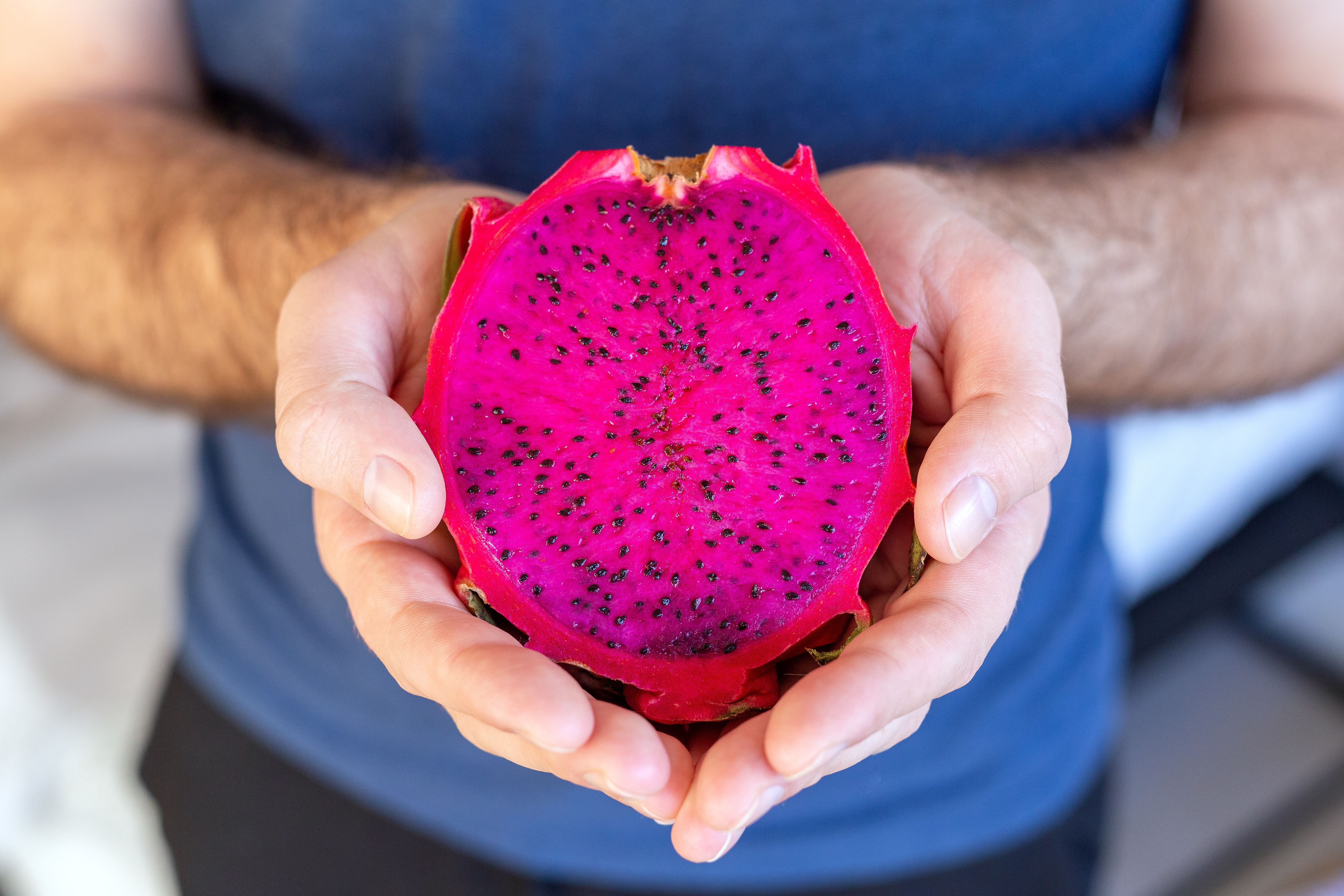 pitahaya-dragon-fruit-male-hands-multiple-red-dragon-fruit-tropical-fruit-red-pitahaya.jpg